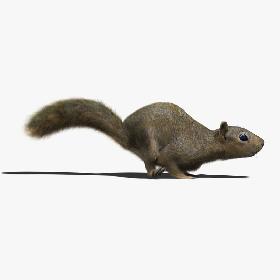 Squirrel (ANIMATED) (FUR)